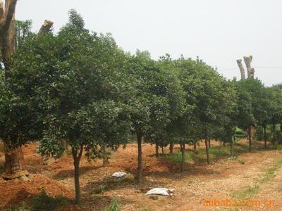 湖南瀏陽市飛揚綠化苗圃場 精品大小桂花苗木價格、廠家與圖片詳解
