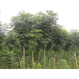 南欒苗木批發價與黃河苗木專業種植廠家解析 室內觀花植物市場新藍海