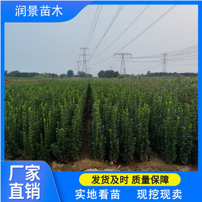 潤景苗木 北海道黃楊綠籬，四季種植的綠意守護者